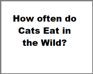 How often do Cats Eat in the Wild?