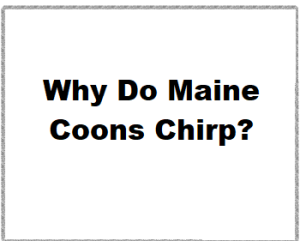 Why do Maine Coons Chirp?