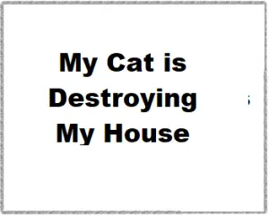 My Cat is Destroying My House