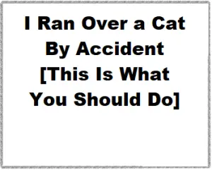 I Ran Over a Cat By Accident [This Is What You Should Do]