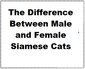 The Difference Between Male and Female Siamese Cats