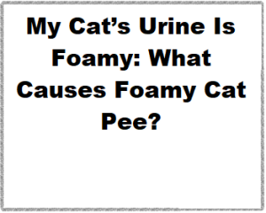 My Cat’s Urine Is Foamy: What Causes Foamy Cat Pee?