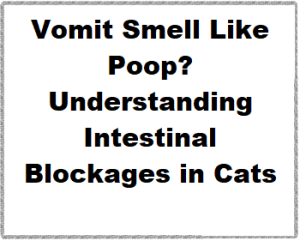Why Does My Cat's Vomit Smell Like Poop? Understanding Intestinal Blockages in Cats