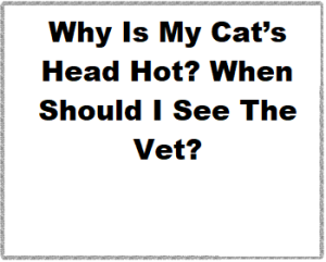 Why Is My Cat’s Head Hot? When Should I See The Vet?