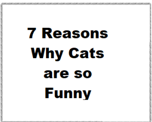 7 Reasons Why Cats are so Funny