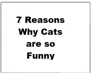 7 Reasons Why Cats are so Funny