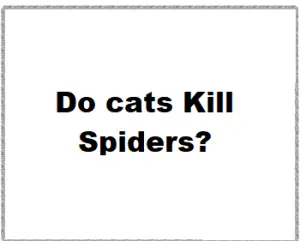 Do cats Kill Spiders?