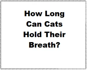 How Long Can Cats Hold Their Breath?