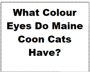 What Colour Eyes Do Maine Coon Cats Have?