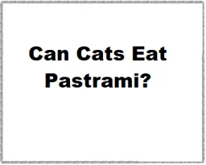 Can Cats Eat Pastrami?