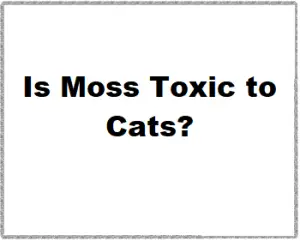 Is Moss Toxic to Cats?