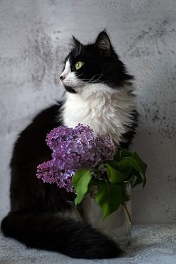 Watch Flowers Lilac Cat Sitting Glass Animal