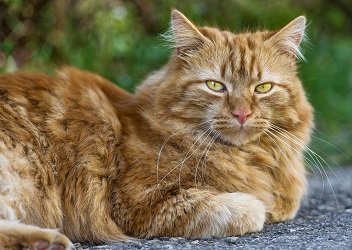 Are Male Cats More Affectionate?