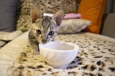 is olive oil safe for cats