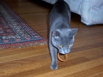 why does my cat play fetch
