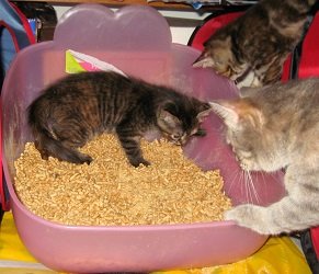 can two cats use the same litter box