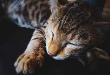 cat liver failure when to euthanize