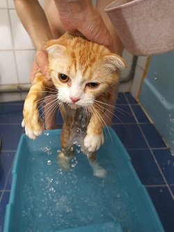 how to bathe a cat that hates water