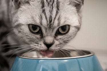 liquid cat food for older cats