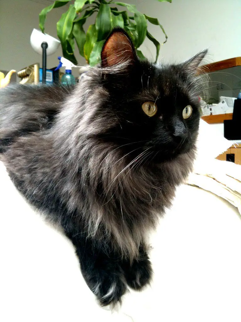 Black Smoke Cat All You Need To Know