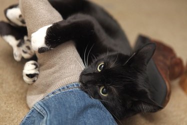 why do cats rub against you then bite