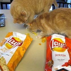 can cats eat potato chips
