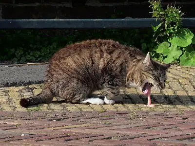 diabetic cat vomiting