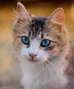 mthylcobalamine for cats