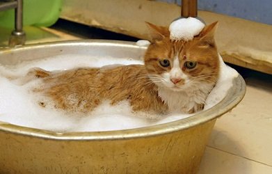 cat shampoo alternatives