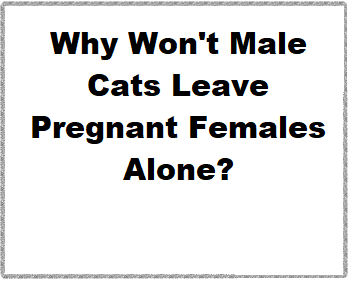 Why Won't Male Cats Leave Pregnant Females Alone?